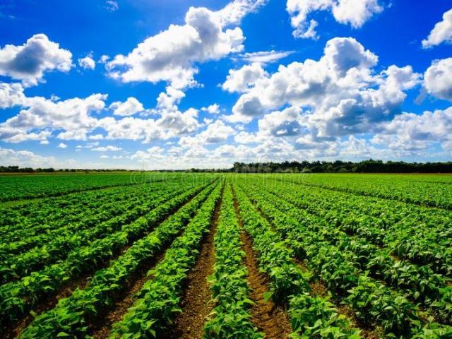 Agricultural Land in Narayankhed for resale Sangareddy. The reference number is 20668215