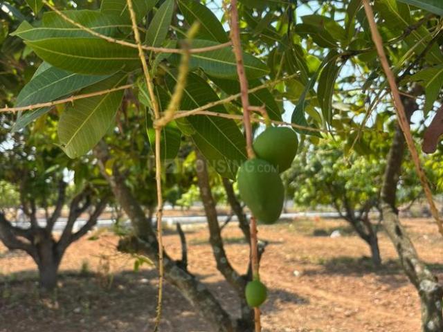 Agricultural Land in Narsapura for resale Kolar. The reference number is 20732089