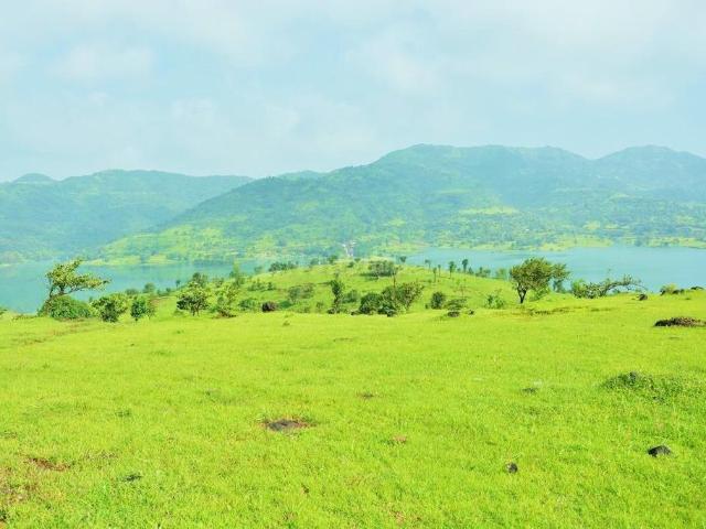 Agricultural Land in Panshet for resale Pune. The reference number is 13056759