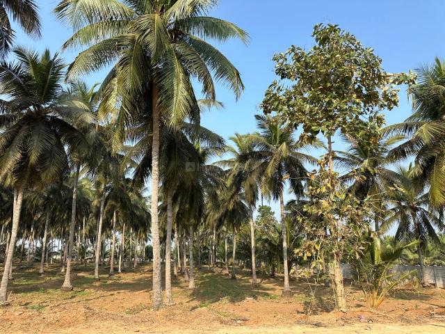 Agricultural Land in Padmanabham for resale Visakhapatnam. The reference number is 19564055