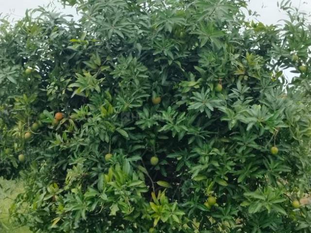 Agricultural Land in Patancheru for resale Sangareddy. The reference number is 20182457