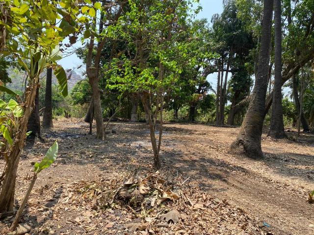 Agricultural Land in Revdanda for resale Alibag. The reference number is 14563484