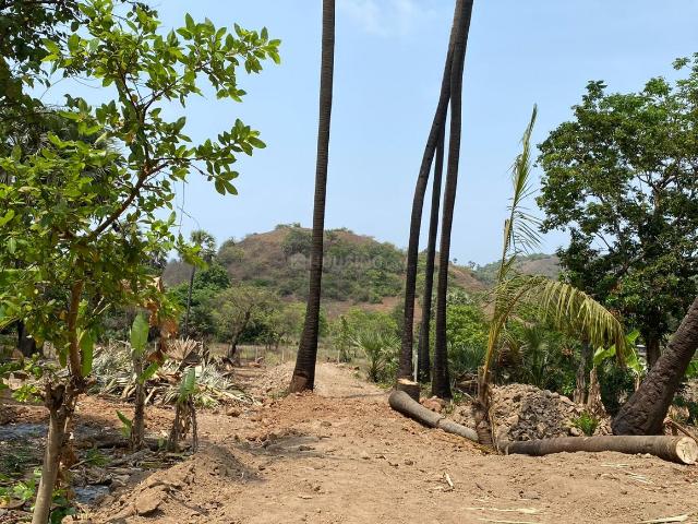Agricultural Land in Revdanda for resale Alibag. The reference number is 14868481
