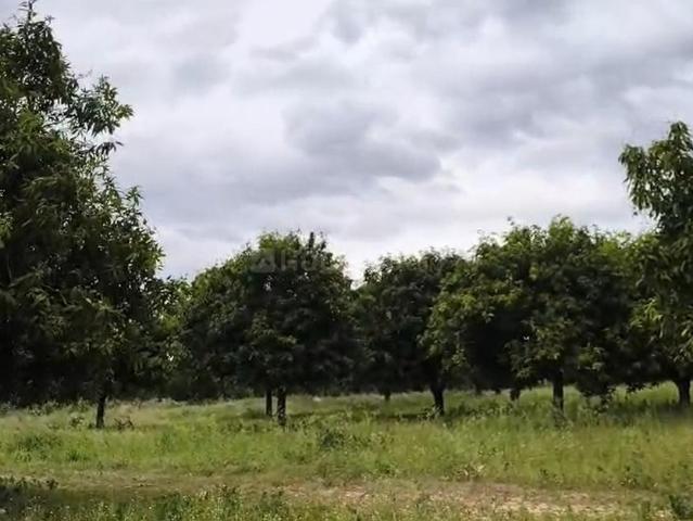 Agricultural Land in Santhapet for resale Chittoor. The reference number is 20637787