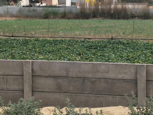 Agricultural Land in Sadhrana Bamripur for resale Gurgaon. The reference number is 20361525