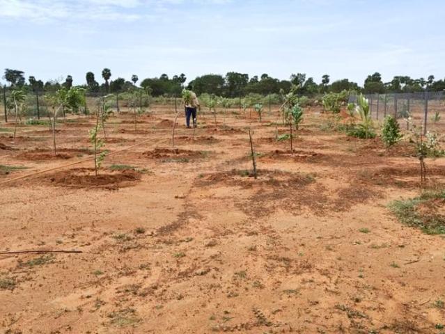 Agricultural Land in Sooriyur for resale Tiruchirappalli. The reference number is 20905252