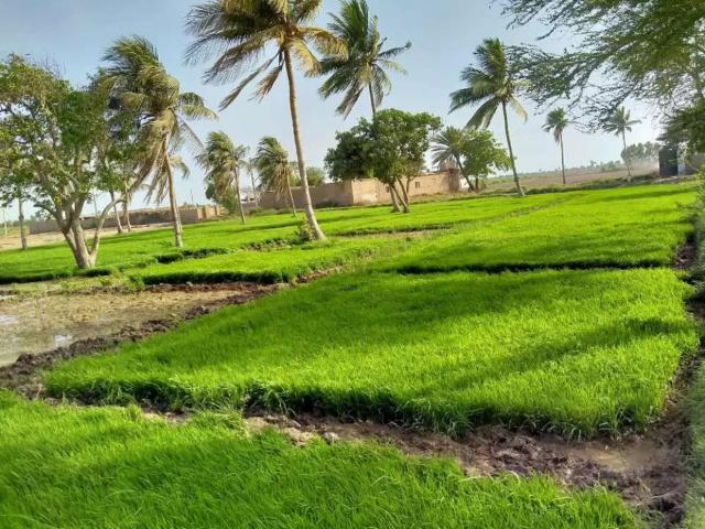 Agricultural land Karachi Gharo ID 47133