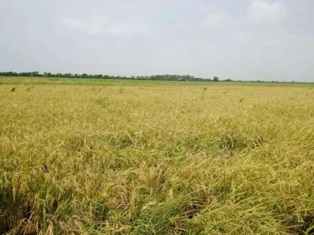 Agriculture Land Available Thatta ID 05705