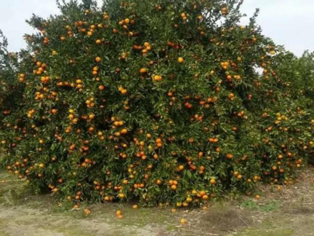 Agriculture land citrus garden Sargodha ID 28086
