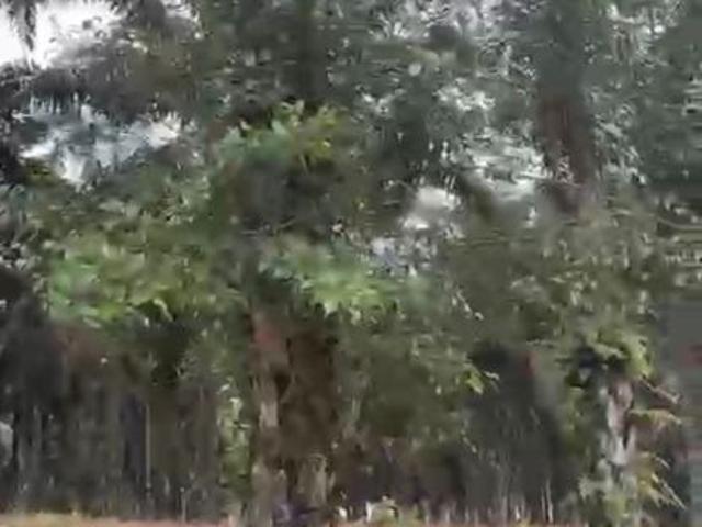 Agriculture Land For Sale @ Kg Pisang Mukim Sedenak Johor @ between Bukit Batu & Layang Layang