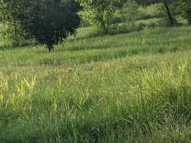 Agriculture land hamari zameen road se ada km Dora ha or ya rd bhalwa Sargodha ID 26960