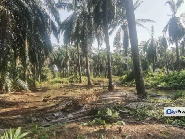 Agriculture Land Ijok, Kuala Selangor For Sale