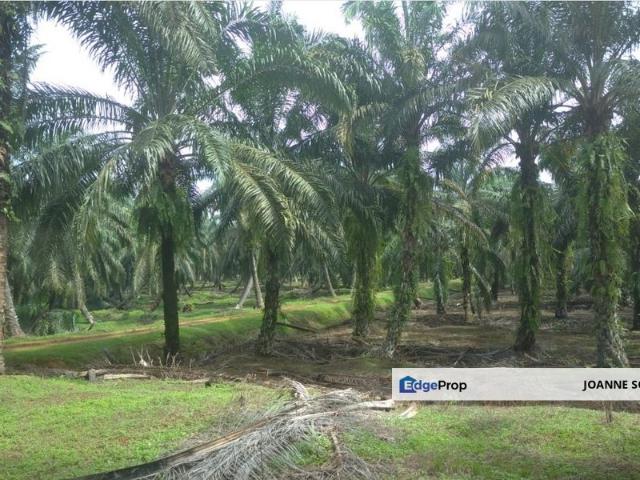 Agriculture Land @ Taiping