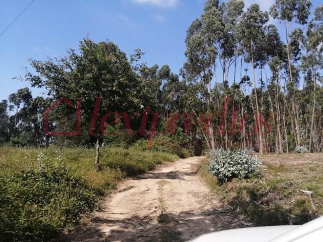 Águeda Águeda 102270589