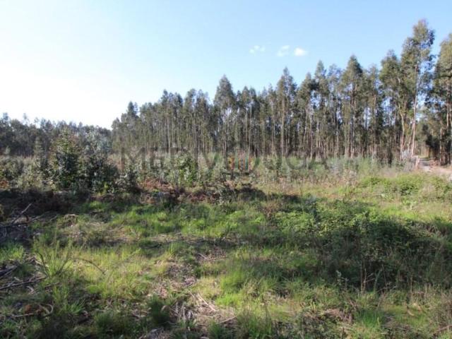 Águeda Águeda 103030058