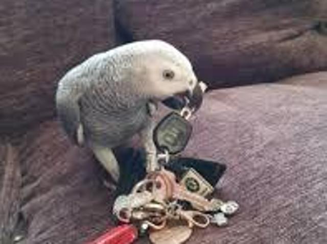 African grey for adoption in Bhimber | Clasf animals