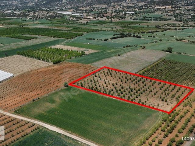 Akçay Mahallesi'nde Elektrik ve Suyu Olan 7387m Armut Bahçesi