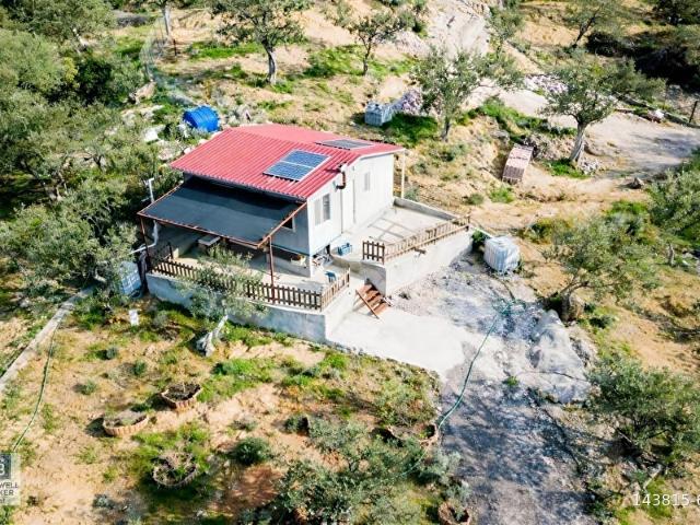 ŞAKRAN'DA DENİZE 800 M, MANZARALI, MÜSTAKİL TAPULU ZEYTİNLİK