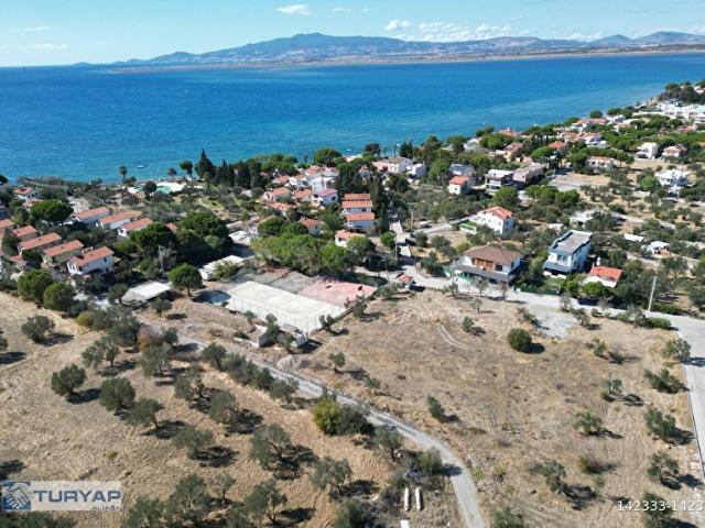 ŞAKRAN'DA 10800 m2 ZEYTİNLİK