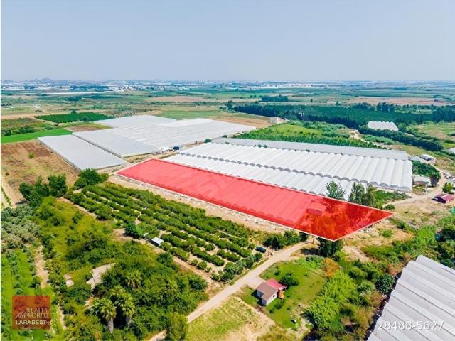AKSU SOLAKTA 8.365 M SATILIK TARLA 7.000 M SERA + İŞÇİ EVİ