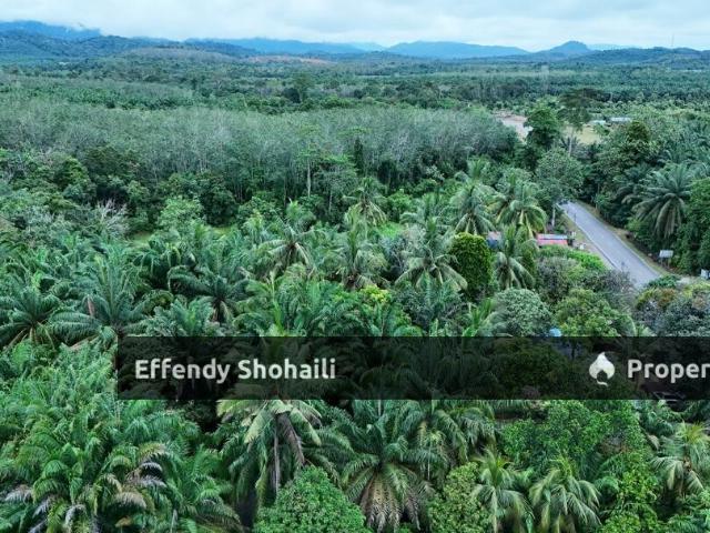 AIR BANING PERTANG JELEBU KEBUN KELAPA SAWIT