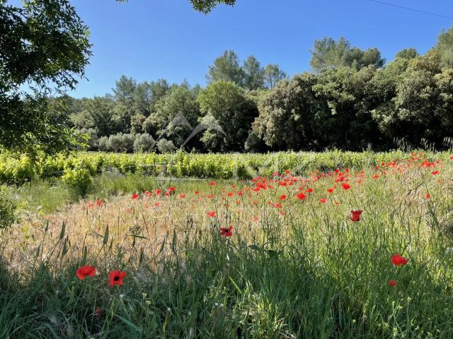 AOP CÔTES DE PROVENCE EXPLOITATION VITICOLE EN CENTRE VAR