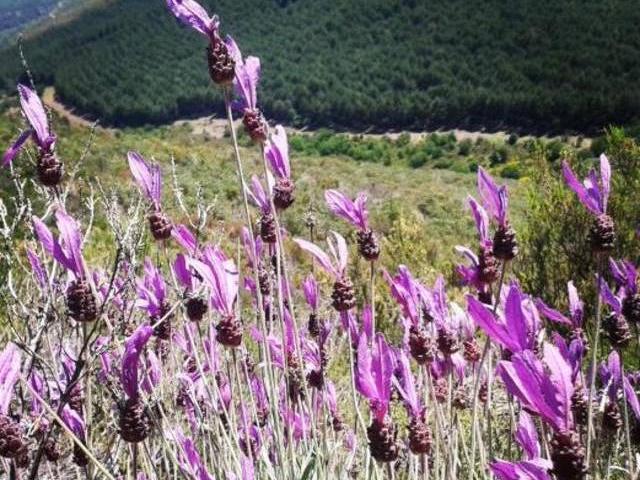 Al Viento de Prádena del Rincón Pradena Del Rincon Madrid