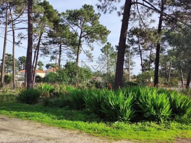 Almada Setúbal 88190594
