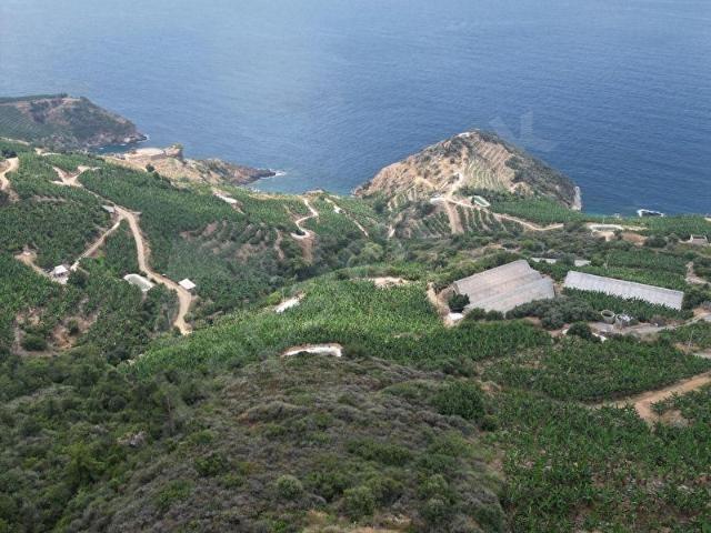 ALANYA GAZİPAŞA ZEYTİNADA MAHALLESİNDE SATILIK HİSSELİ TARLA
