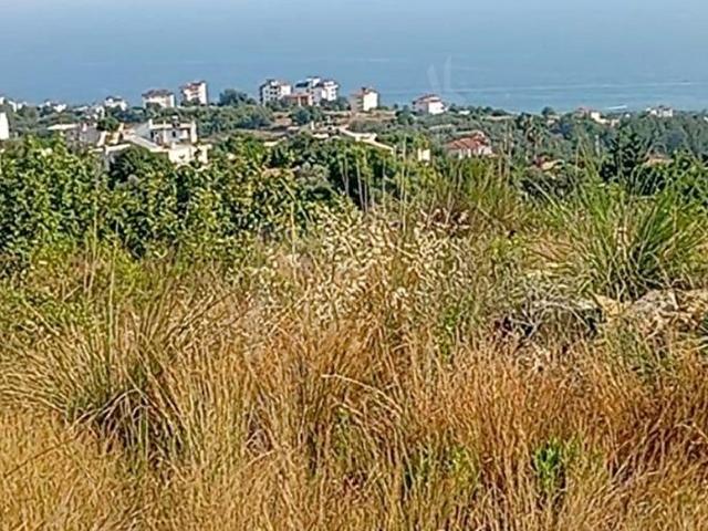 ALANYA İNCEKUM'DA RIZAİ TAKSİMLİ SATILIK TARLA