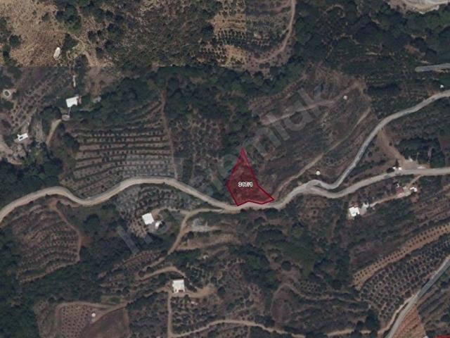 Alanya Mahmutseydi'de Satılık 1460 M2 Tarla