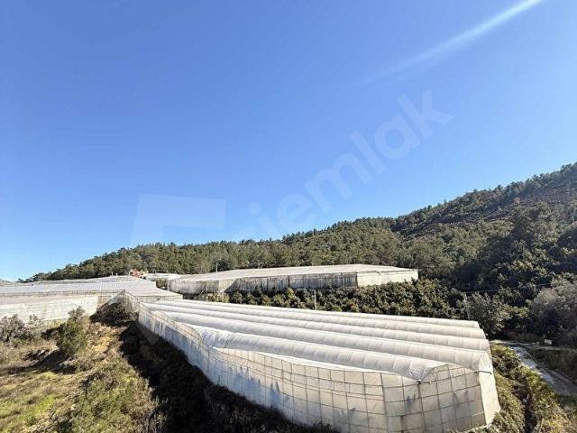 ALANYA'NIN POPÜLER BÖLGESİ UĞRAK MAHALLESİ SATILIK 2.832 m2 SERA