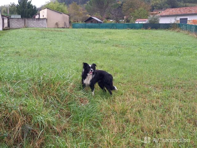 Albi Vente Terrain 81