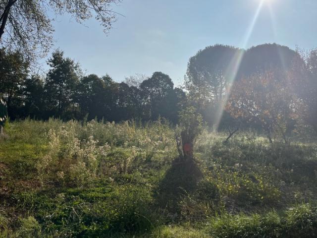 Albi Vente Terrain 81