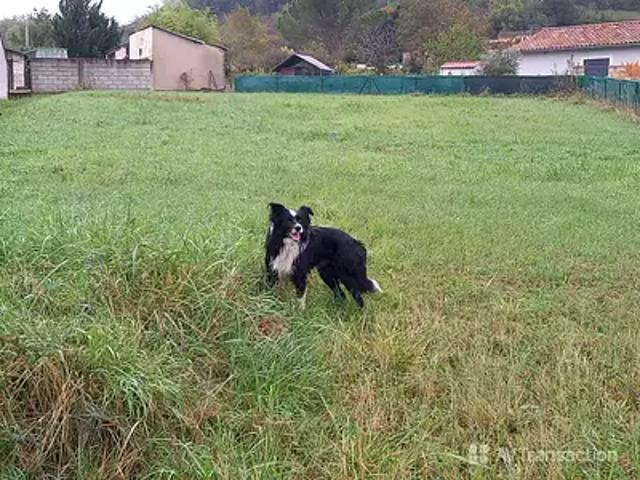 Albi 81000 Achat / Vente terrain