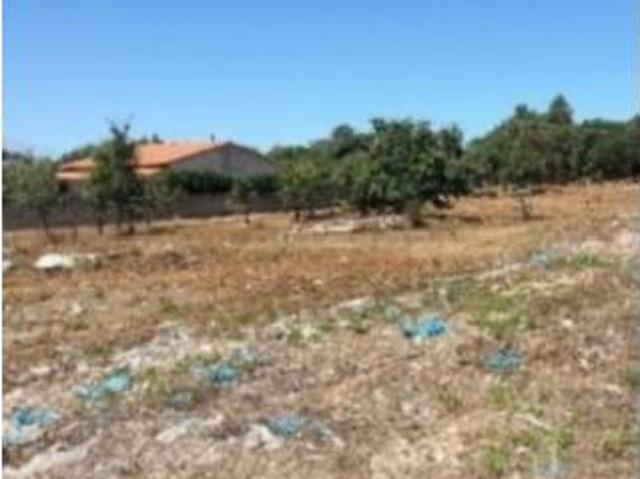 Alcobaça Alcobaça 98061367