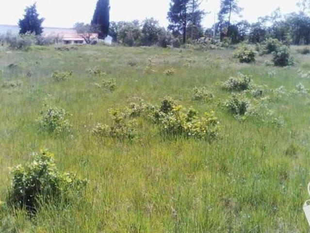 Alcobaça Leiria 70842566