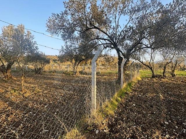 ALİAĞA BARBAROS HAYRETTİN PAŞA 820 M2 SATILIK TARLA