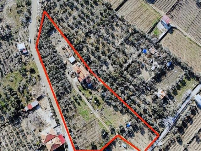 Alper Gayrimenkulden Hacıbey Mah. 8500 M2 Zeytinlik 3 Kat Villa