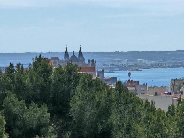 Alquiler 1 Dormitorio Shared Living/Roommate Palma Palma DS103613896