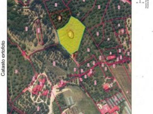 Altavilla Silentina loc. Cerrelli Terreno agricolo