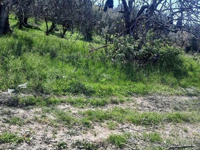 ALTINOVA KAYTAZDEREDE 2202 M2 ARAZİ