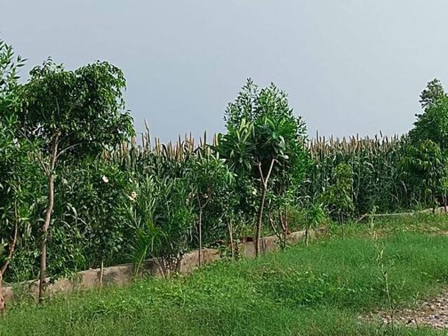 Amolik Aster Woods 121 Sq. Yd. Plot in Sector 98 Faridabad Listing ID: #10098