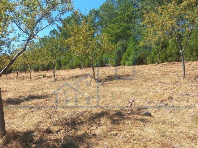 AMENDOAL COM RUINA JUNTO Á ESTRADA ? Uniao De freguesias Felgueiras e Maçores Torre de Moncorvo | 26044079029