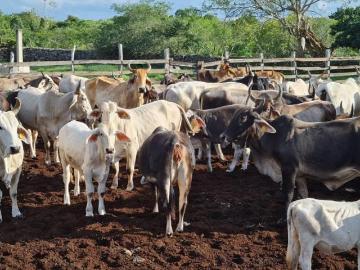 Amplio Rancho en venta en Dzilam de gonzalez, todos los servicios