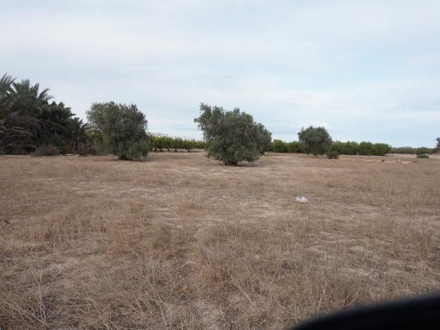 AMPLIA PARCELA DE 13000 M2 ZONA DE LA HOYA
