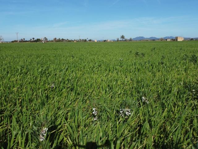 Amplia Parcela en Campos Oportunidad de Inversión