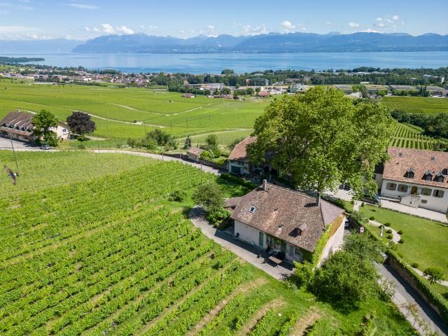 An den Toren von Rolle, ein Weinbauerhaus, umgeben von Weinbergen