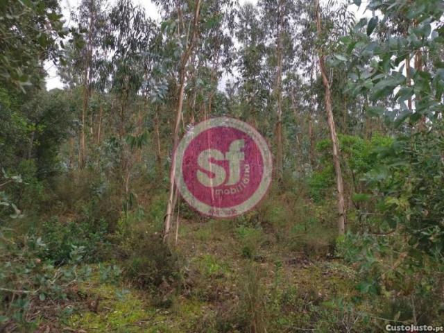 Anadia Anadia LS89636915