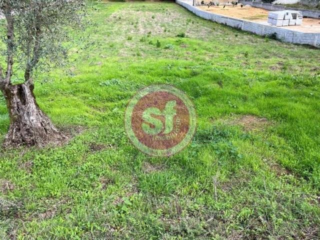 Anadia Anadia 103677026